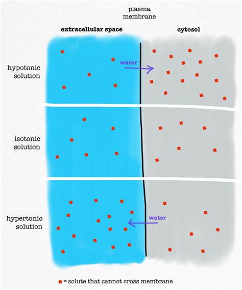 Selective Permeability