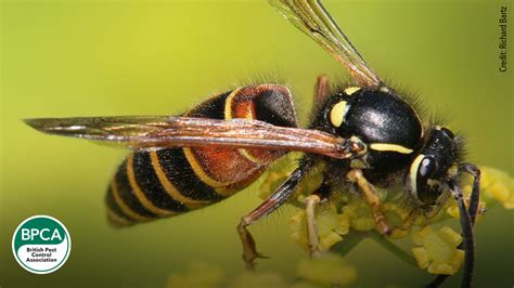 Identify the differences between wasps, hornets, bees and more