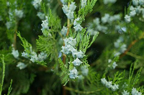 Are Juniper Berries Edible? | Gardener’s Path