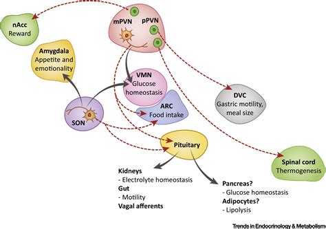 Oxytocin – The Sweet Hormone?: Trends in Endocrinology & Metabolism