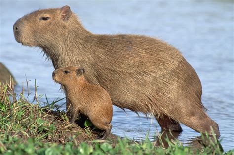 Capybara Facts (Hydrochoerus hydrochaeris)