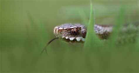 Oh Good – Poisonous Snakes Are On The Loose In The UK | Flipboard