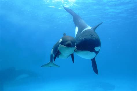 Orca Mother And Newborn Photograph by Hiroya Minakuchi - Pixels