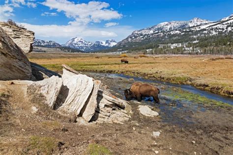 Plan a day trip From Big Sky to Yellowstone | Wilson Hotel