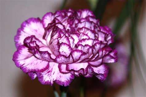 Carnation Flower Meaning and Symbolism | Flower Meanings, Pictures ... | Carnation flower, Types ...