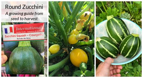 When To Pick Round Zucchini Squash - kessyfanfics