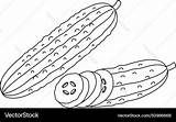 Cucumber Isolated coloring Page Hand Drawn Vector Image sketch template