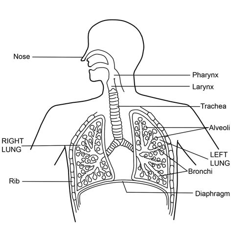 Respiratory System Diagram Labeled With Functions