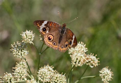 Buckeye Butterfly On White Wildflow Free Stock Photo - Public Domain ...