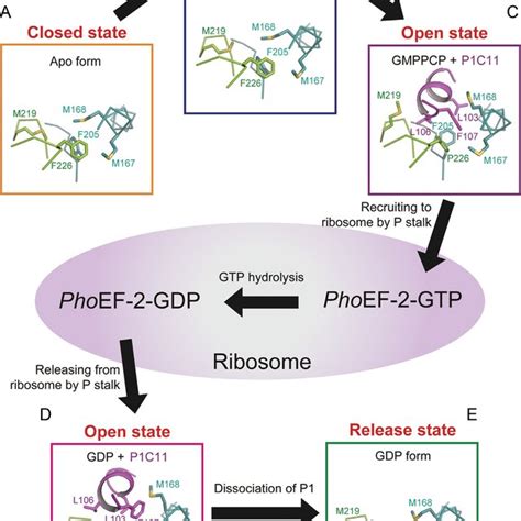 The structures of elongation factor EF-2. (A) The structure of ...