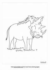 Warthog Coloring Pages  Nation sketch template
