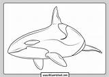 Free Printable Orca Coloring Pages sketch template