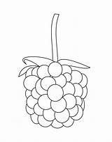 Blackberry Coloring Page sketch template