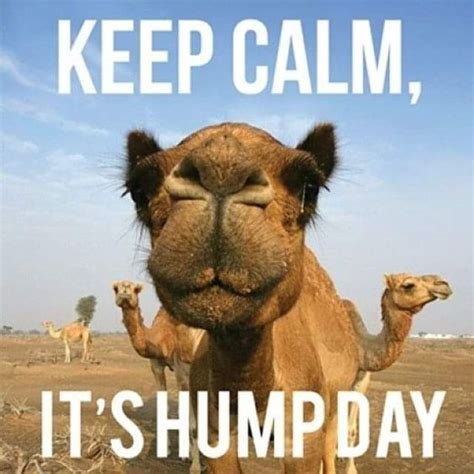 Funny Wednesday Hump Day Memes for Laughs - Lola Lambchops