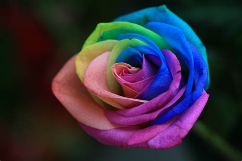Rainbow roses - Rainbow Roses Photo (32177505) - Fanpop