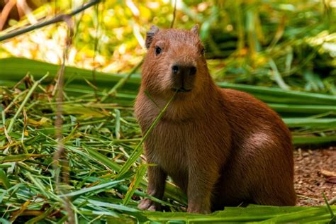 What Does A Capybara Eat