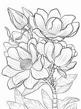 Magnolia coloring pages sketch template