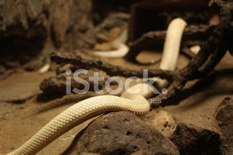 White Mamba Snake Stock Photo | Royalty-Free | FreeImages