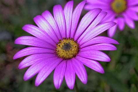 Asteraceae Photograph by Russell Field | Fine Art America