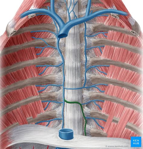 Hemiazygos vein: Anatomy, tributaries, drainage | Kenhub