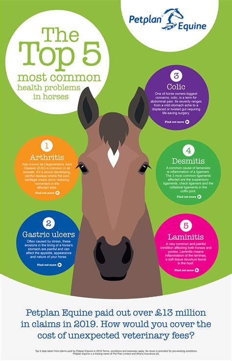 Expert Guide on Flushing a Horse's Eye - Horse Care Advisor