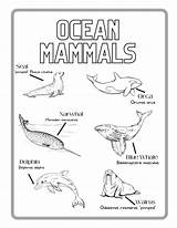Ocean Mammals Coloring Page  Etsy sketch template