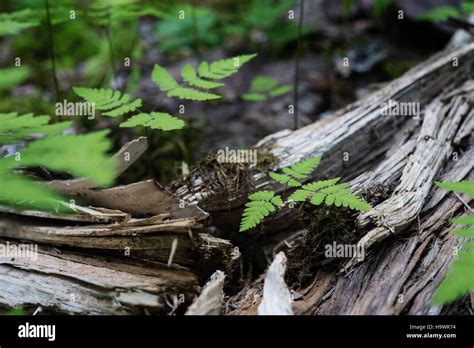 glaciernps 24867349202 Forest Floor- Decomposition and Life Stock Photo - Alamy