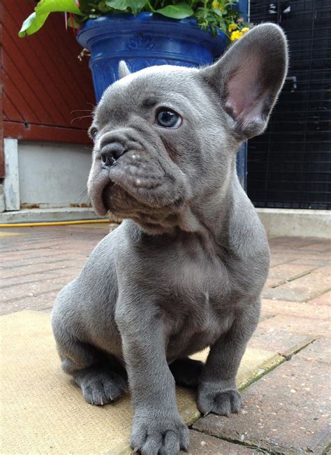 Blue And Chocolate French Bulldogs UK | French bulldog puppies, Pet ...