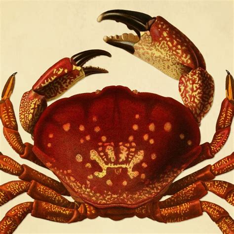 Mud Crab Art Print Crab Poster Nautical Art Home Decor - Etsy Australia