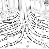 Majestic Redwood Roots Coloring Pages sketch template