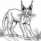 Fearsome Caracal coloring page Lulu Pages sketch template