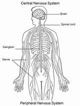 Human Body Systems Coloring Pages  Free Printable Coloring For Kids sketch template