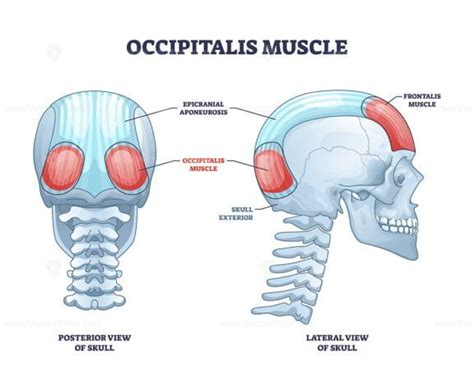 Omohyoid muscle location with inferior belly and hyoid bone outline diagram - VectorMine