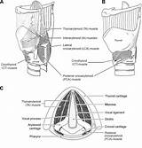 Larynx Cord Trachea Cartilage Throat Spinal Fold Epiglottis Conus  sketch template