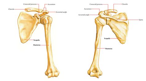 Anatomy Of The Upper Limb Module 1 Intro To Shoulder And Scapular Region – NBKomputer