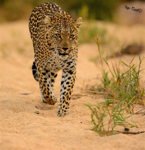 Ranger's Report July 2013 - Leopard Hills Private Game Reserve