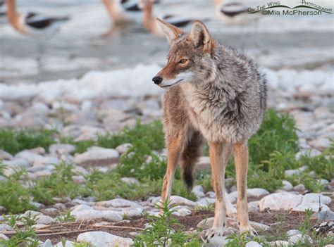 Utah’s Bounty Program on Coyotes is just plain stupid – On The Wing Photography