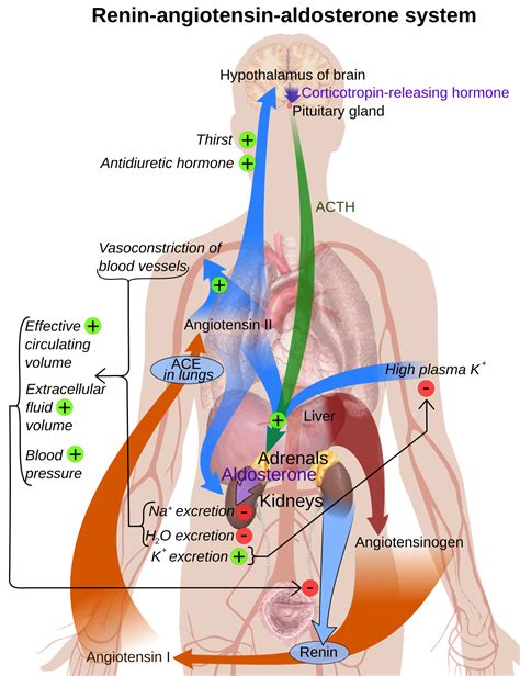 Renin–angiotensin system - Wikipedia