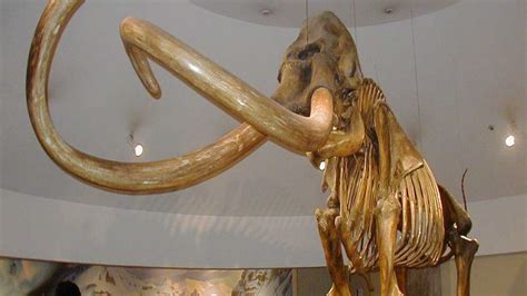 New DNA research gives clues why woolly mammoth became extinct