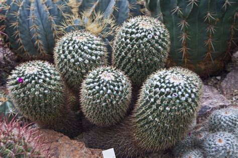 Flowering Cacti | ClipPix ETC: Educational Photos for Students and Teachers