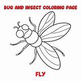 FLY coloring Page For A Children bugs Book  Premium AI sketch template