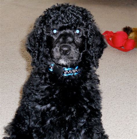 Sick puppy -when to call the vet? | Poodle Forum