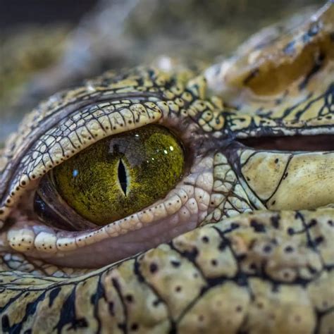 Survival Skills: How To Survive A Crocodile Attack - TheGearHunt