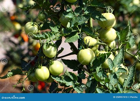 Tomato Fruits on the Plant. Stock Photo - Image of vegetables, autumn ...