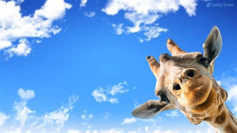 Cute Giraffe Mac Wallpaper - Live Wallpaper HD