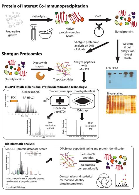 Creative Proteomics can help you to investigate protein-protein interactions to support your ...