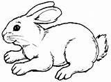 Free Printable Rabbit Coloring Pages For Kids sketch template