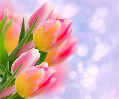 Download Nature Pink Flower Close-up Tulip 4k Ultra HD Wallpaper