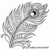 Peacock Feather Coloring Pages  Free & Printable sketch template