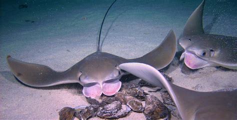 Cownose Ray - Chesapeake Bay Foundation